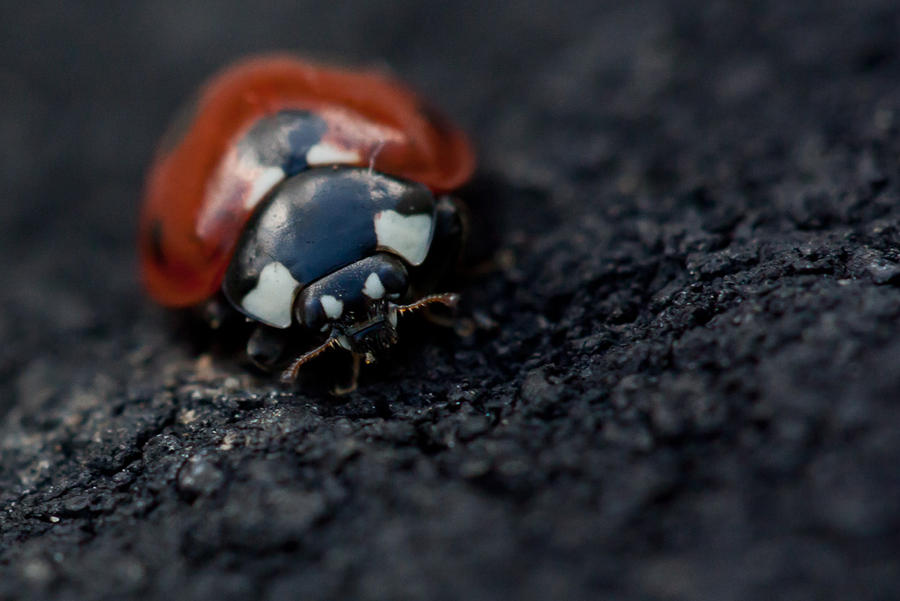 Ladybug Shell Back ladybug are back 04 by helldrad on DeviantArt