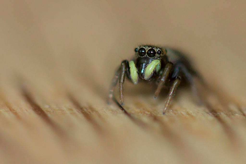 Spider week end 01 by helldrad on DeviantArt