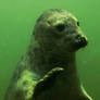 Young seal: hi there