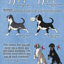 Tutorial - Dilutes in Dogs