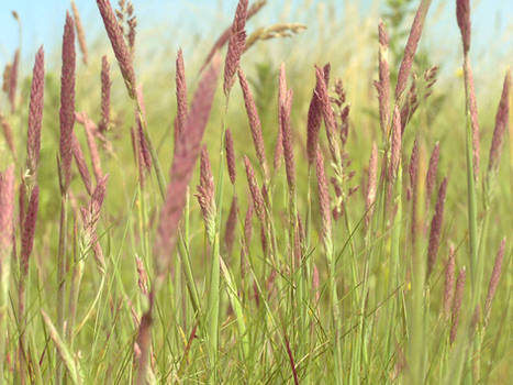 Unripe grass