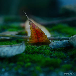 Leaf no.1 by moranaF