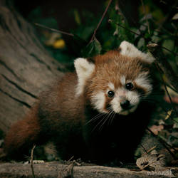 RedPanda no.1