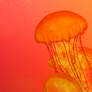 Jellyfish Wallpaper 01.