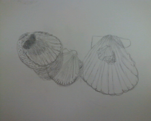 More Shells by ArielNicole95 on DeviantArt