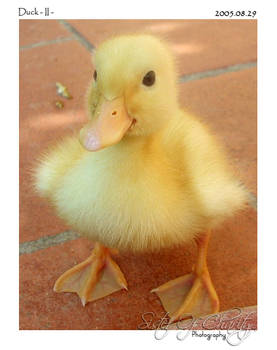 DUCK - II -