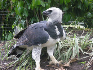 Harpy Eagle