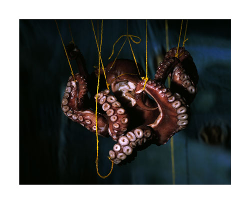 pictoral-filangicalaquaoctopus