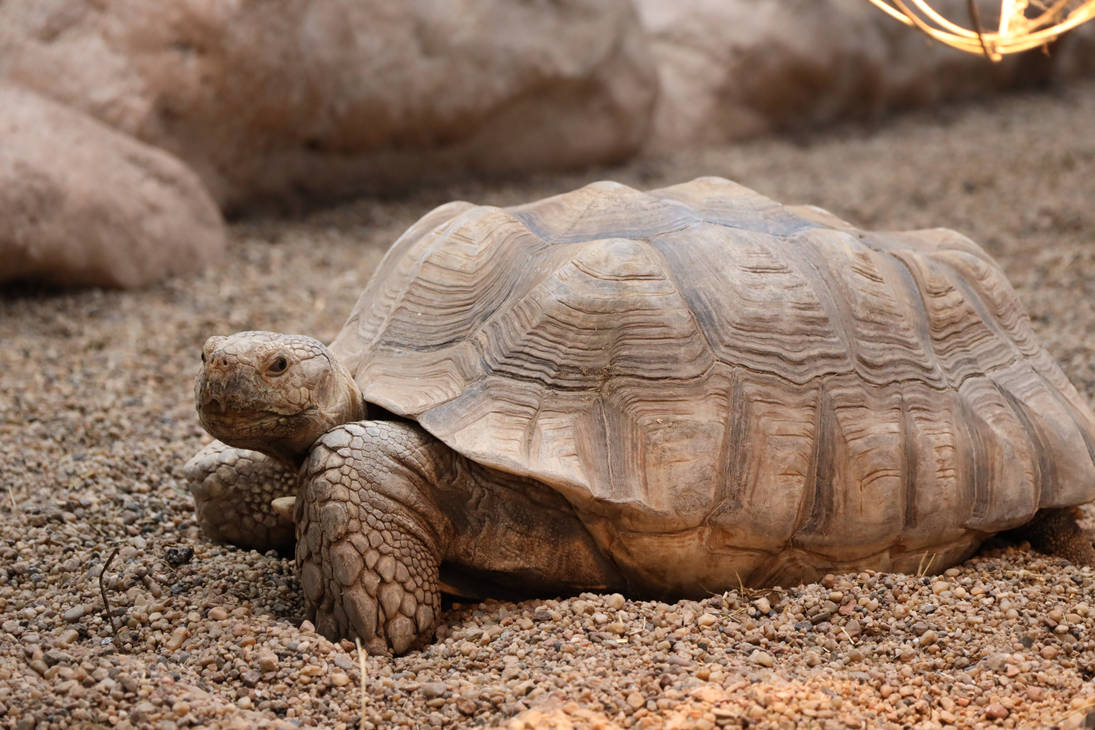 turtle by RealRudzik on DeviantArt