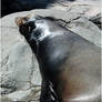 Sea Lion || Chapultepec Zoo