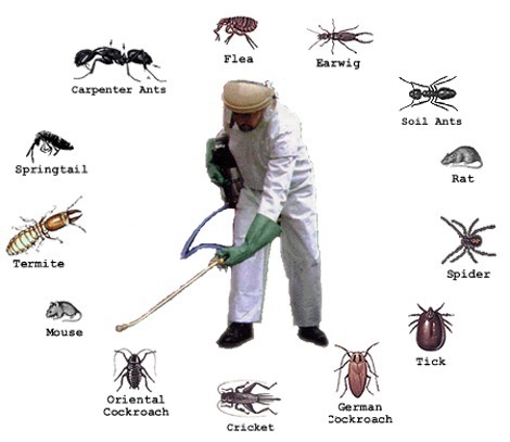 Pest Control Cutler Bay