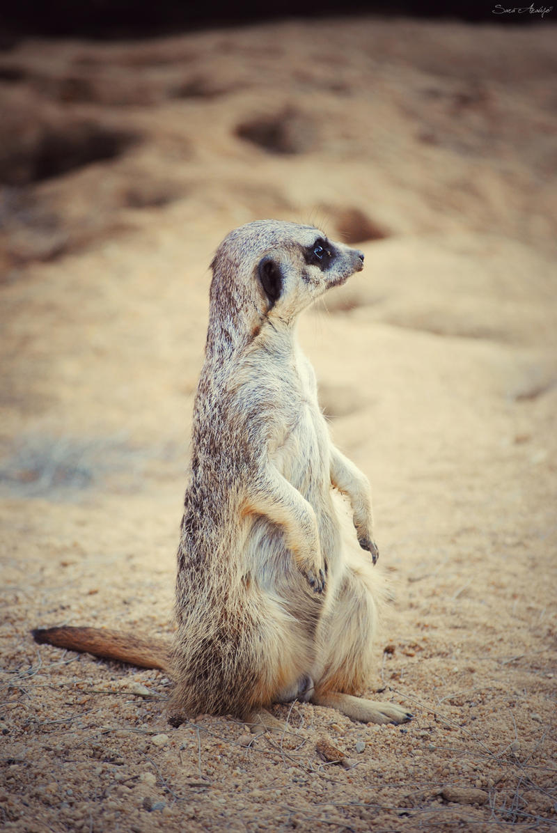 The Meerkat