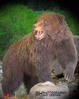 Grizzly Bear