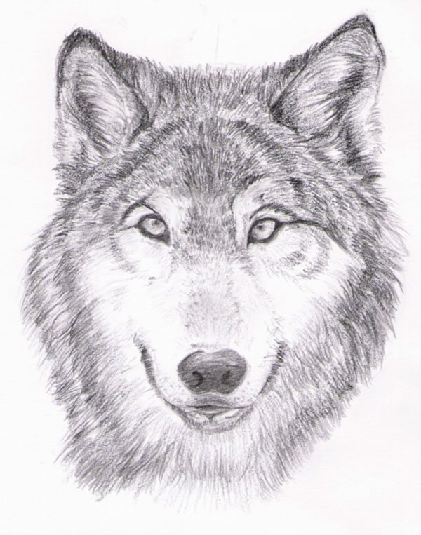 -Wolf Portrait-