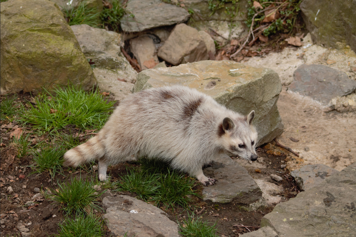 weird raccoon mutation color