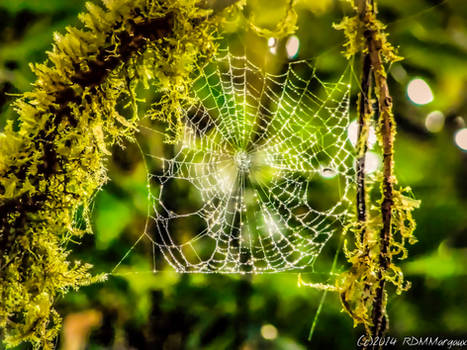 Jeweled Web