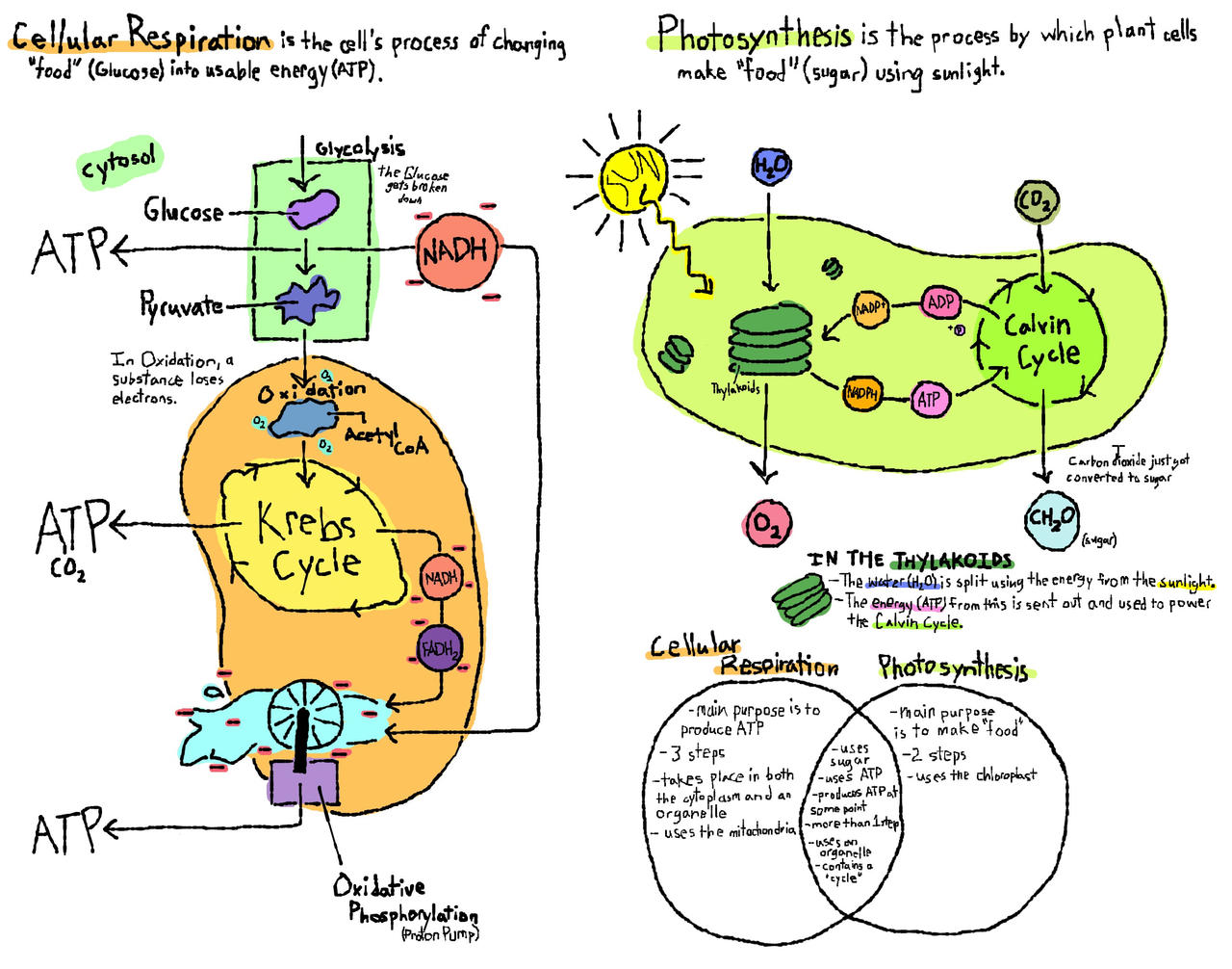 Cellular Respiration Photosynthesis Flow Chart Diagram Showing Process