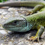 green anole lizard