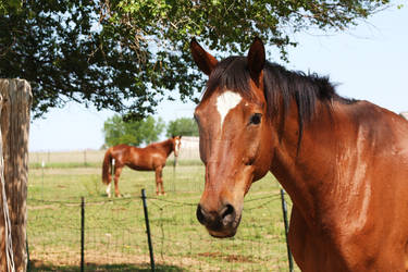 Out Pasture