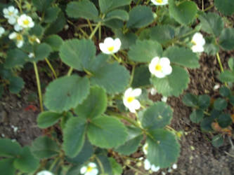 Flowers of the strawberry