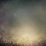 Texture 316