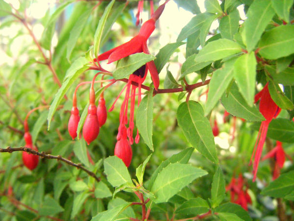 Fuschias.