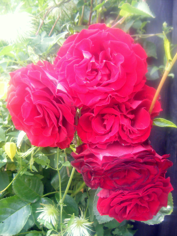 Hanneman Roses Roses. by HaanaArt on DeviantArt