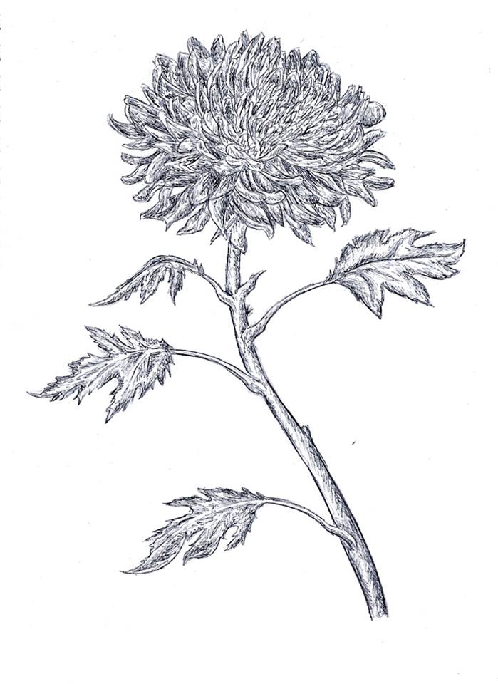 November - Chrysanthemum