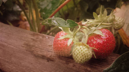 Day 22 - Harvest something homegrown