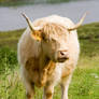 Highland Cow