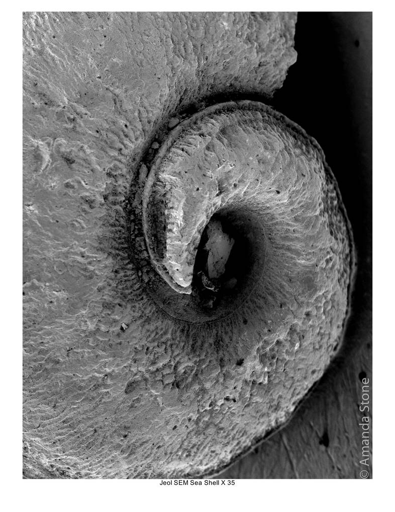 Seashell SEM by Dangerous-Imaging on DeviantArt