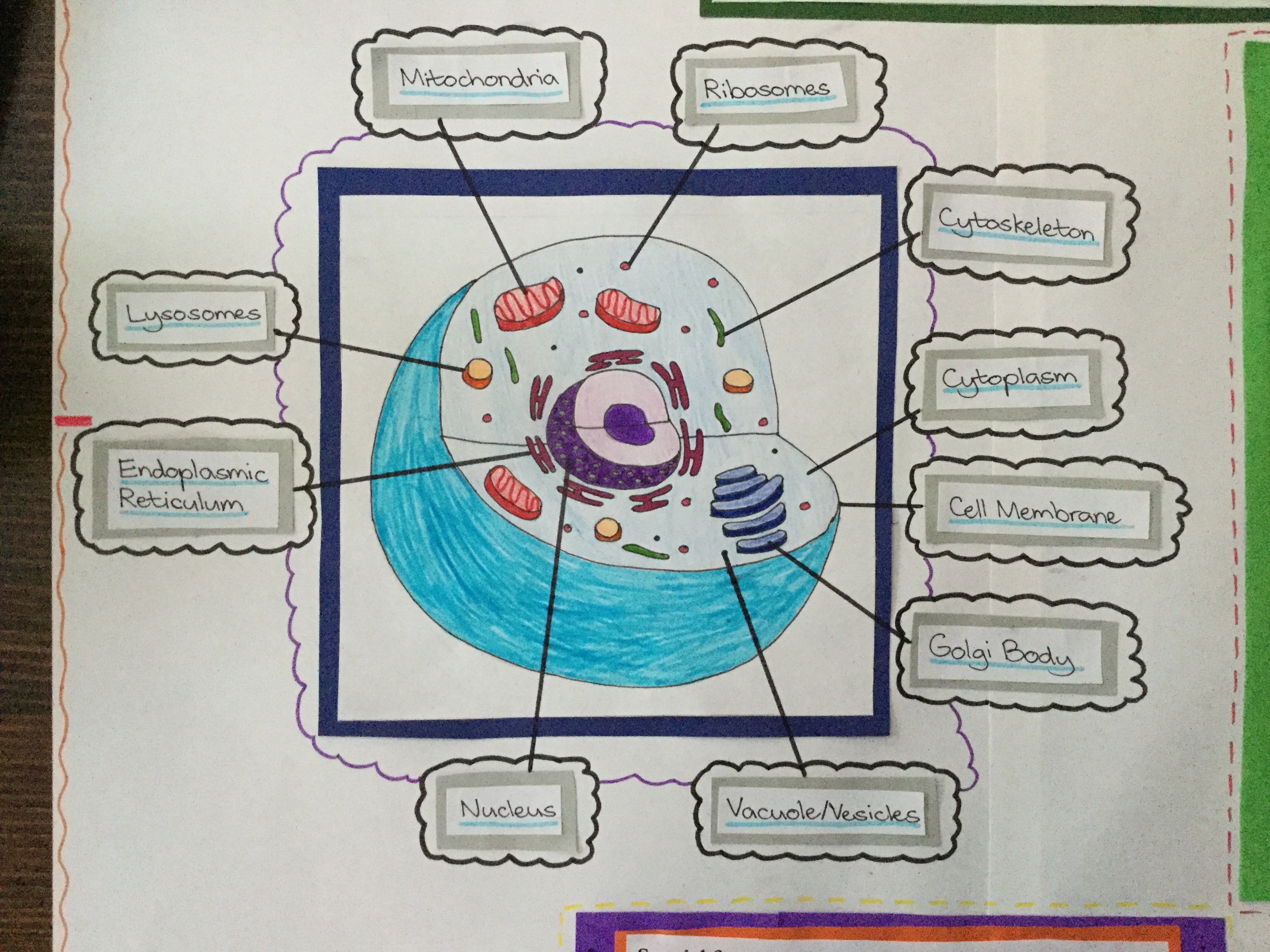 Animal Cell Drawing by SilverDiamondX on DeviantArt Animal Cell Drawing by SilverDiamondX on DeviantArt