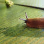 Red Snail
