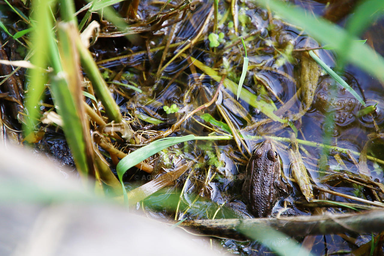 Green Frog Study by AguaLama on DeviantArt
