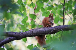 Squirrel Eating