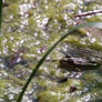 Green frog on algae 01