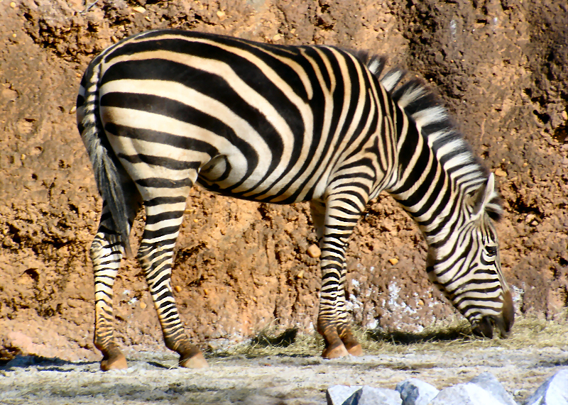 Zebra 2