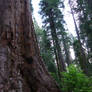 Giant Sequoia Tree 2