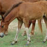 Shedding Foal 1