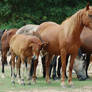 Mare and Foal 1