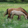 Mare Foal Pair 2