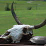 Cow Skull With Turtle Shell