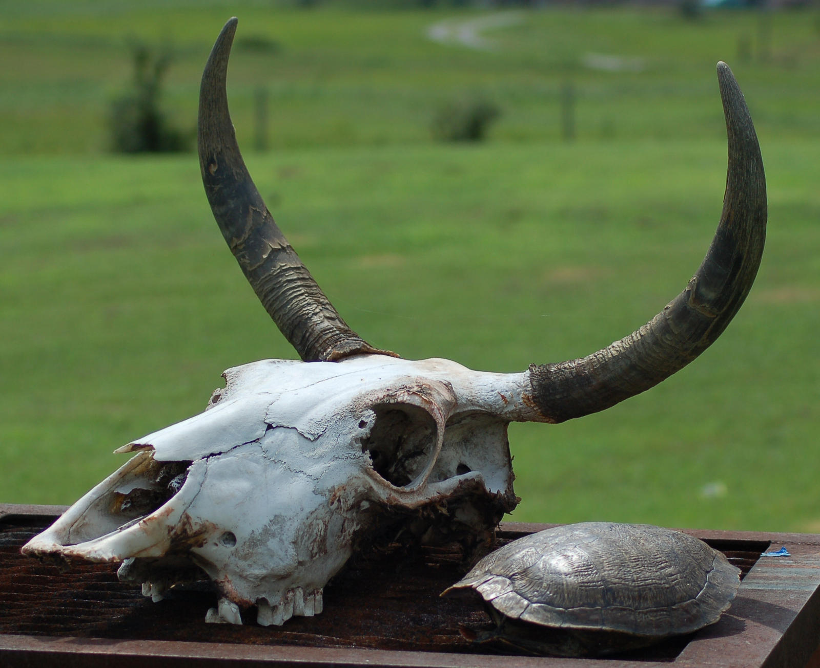 Cow Skull With Turtle Shell