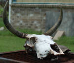 Cow Skull 1