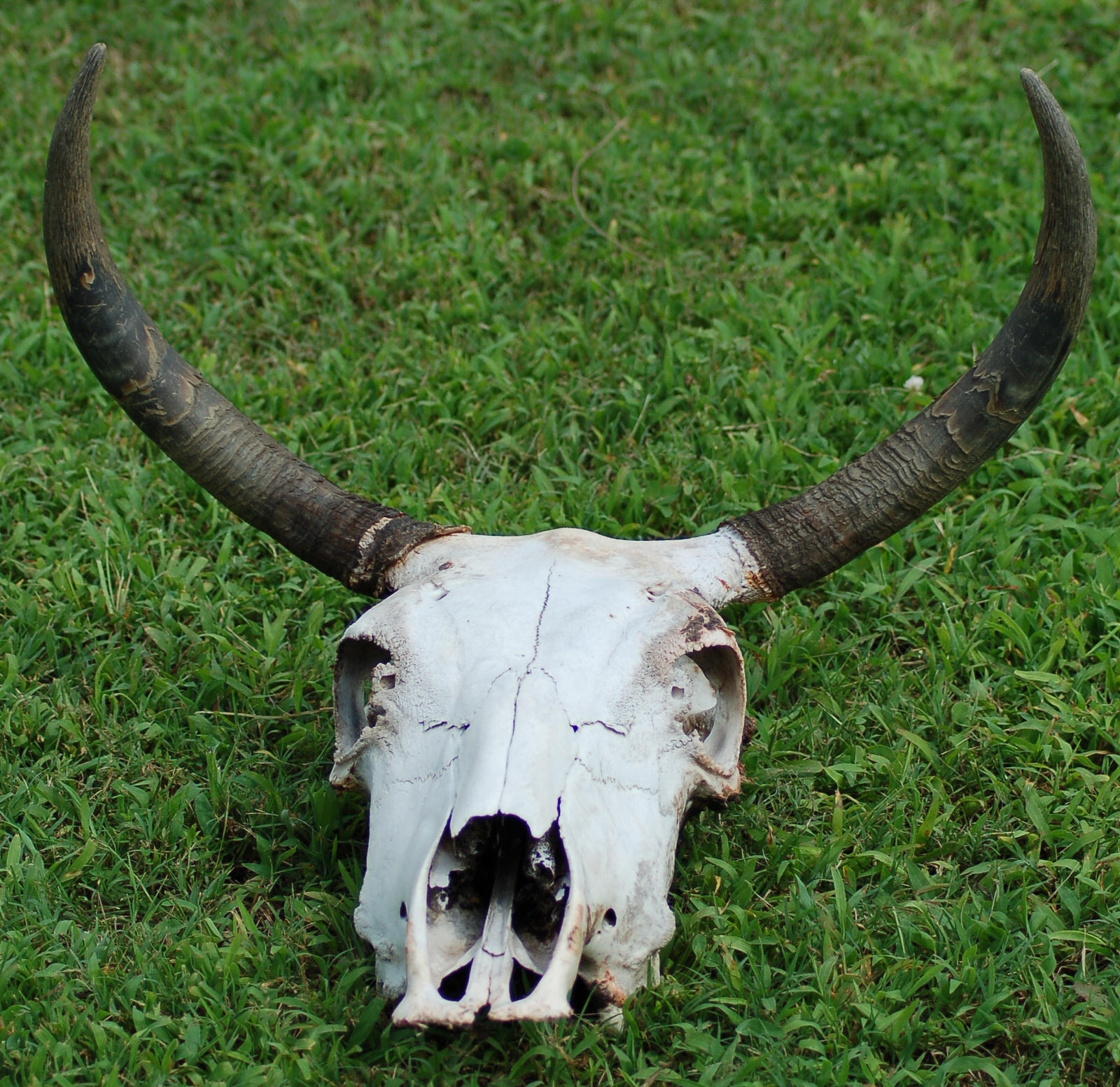Cow Skull 3