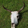 Cow Skull 5