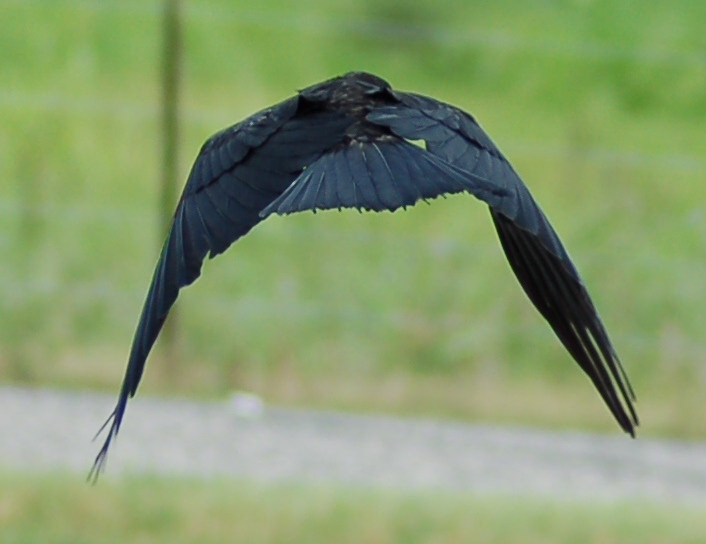 Crow Flying Away