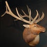 Mounted Elk 2