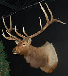 Mounted Elk 3