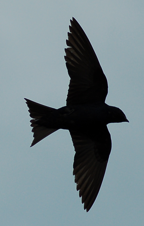 Cliff Swallow Silhouette